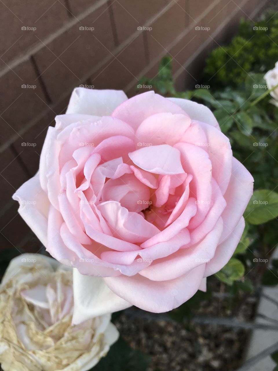 Pink rose