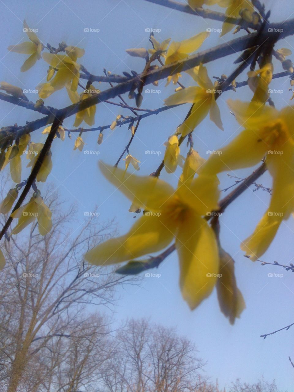 Forsythia