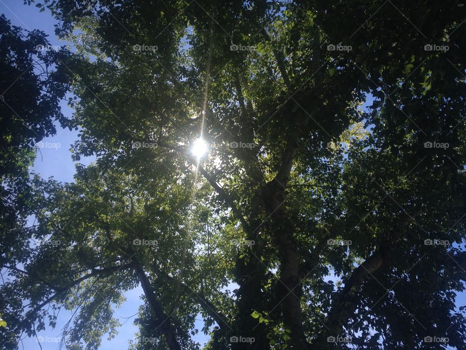 Sunshine peeking through tree branches 