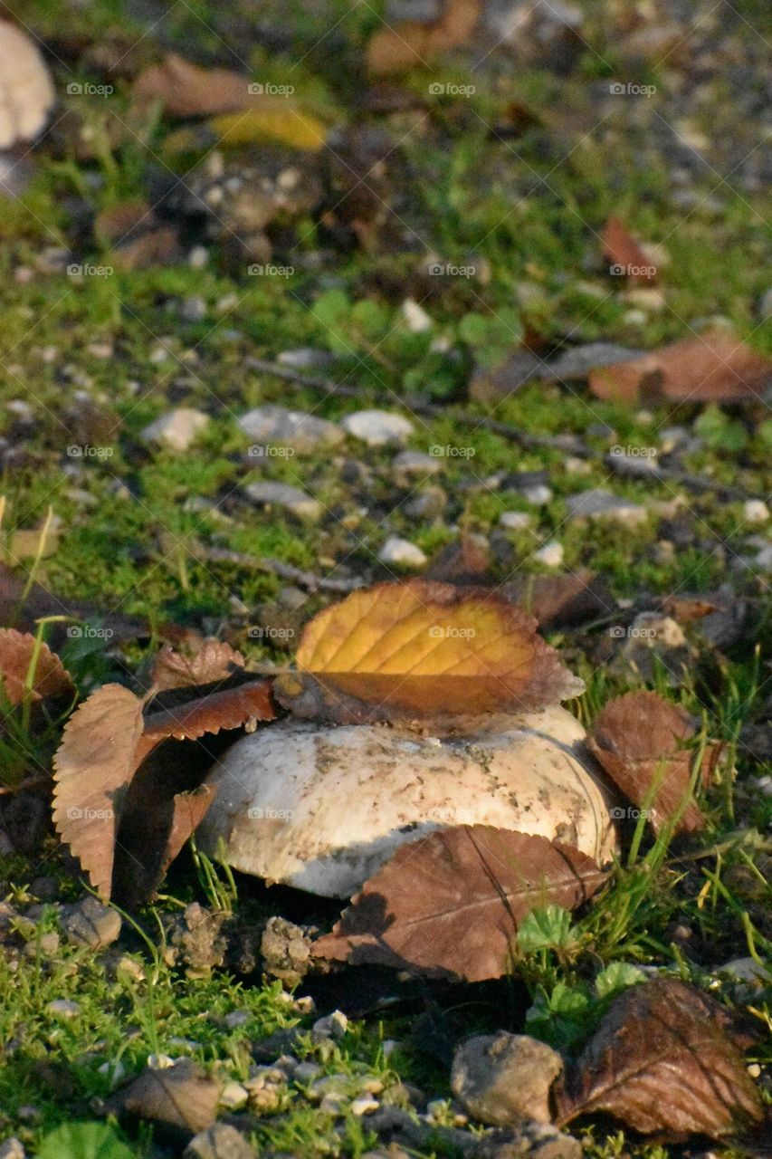 mushroom