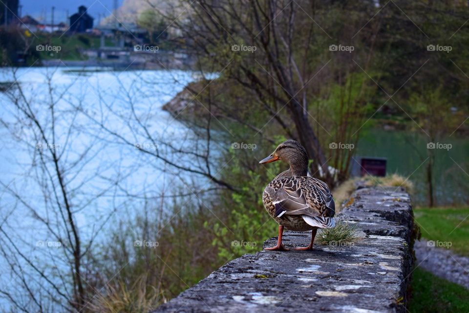 A duck standing on stone parapet in an old Austrian town on the river bank