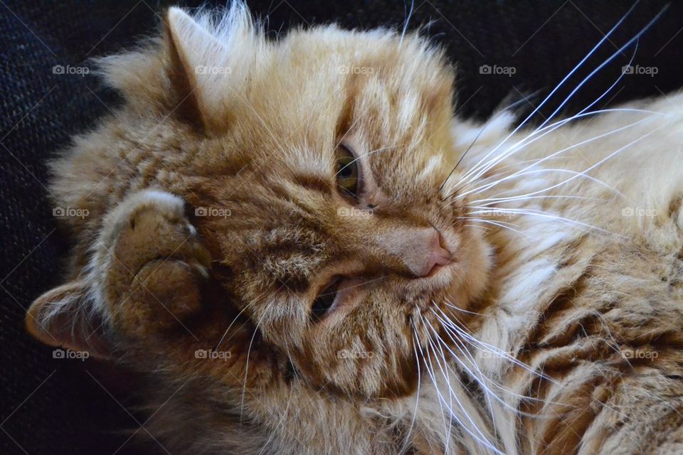 Fluffy cat looking at camera