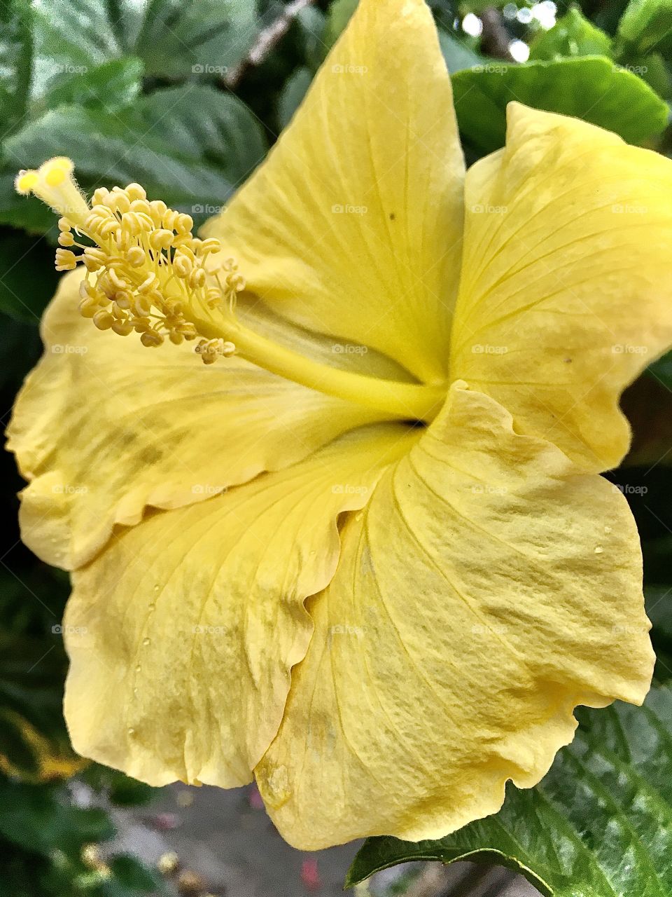 🌹 🇺🇸 Very beautiful flowers to brighten our day.  Live nature and its beauty. Did you like the delicate petals? / 🇧🇷 Flores muito bonitas para alegrar nosso dia. Viva a natureza e sua beleza. Gostaram das pétalas delicadas? 