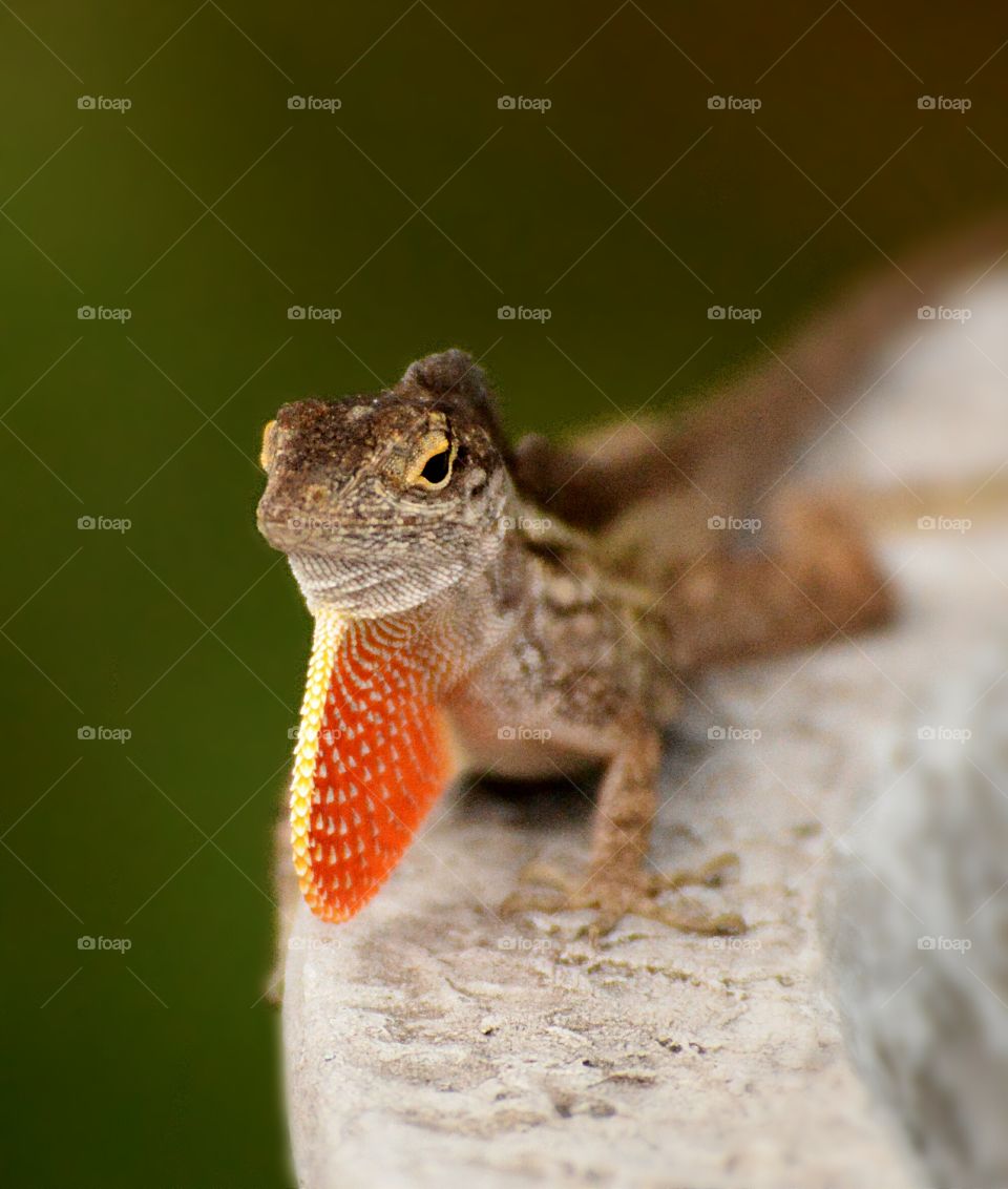 angry lizard
