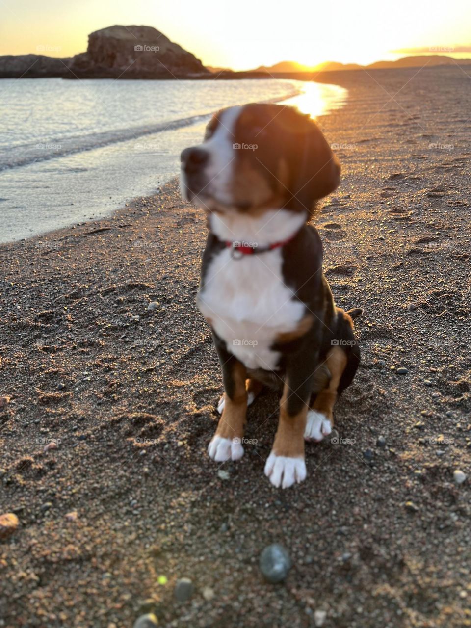 Greater Swiss Mountain Dog at sunset in Newfoundland