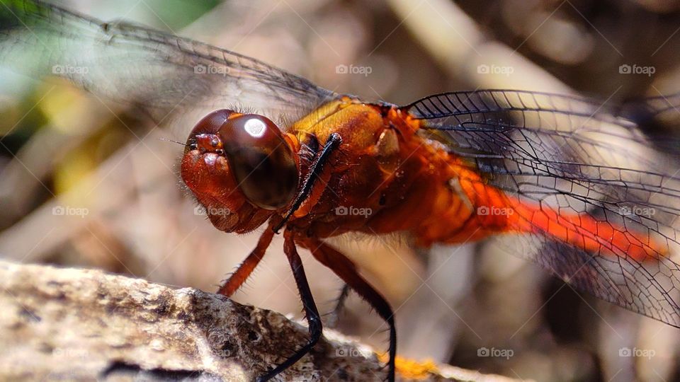 dragonfly eyes, beautiful eye's of dragonfly, sun reflection on a Dragonfly eyes