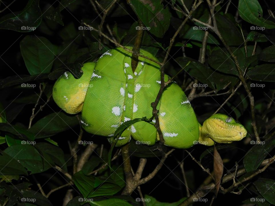 Emerald boa in the Amazon Rainforest... very beautiful