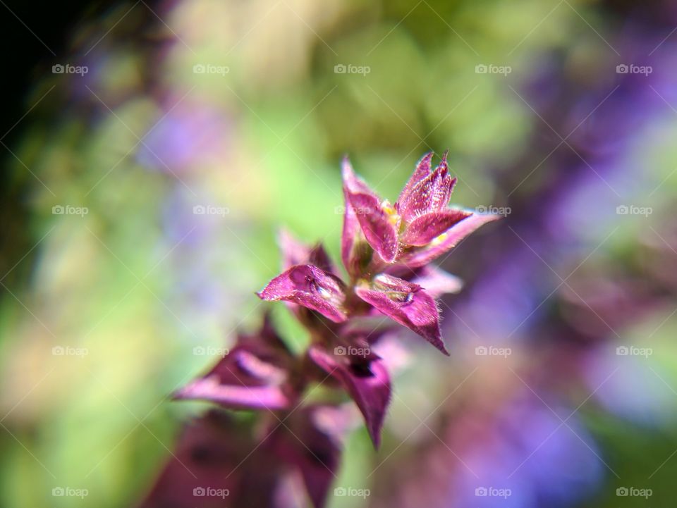 purple flowers up close