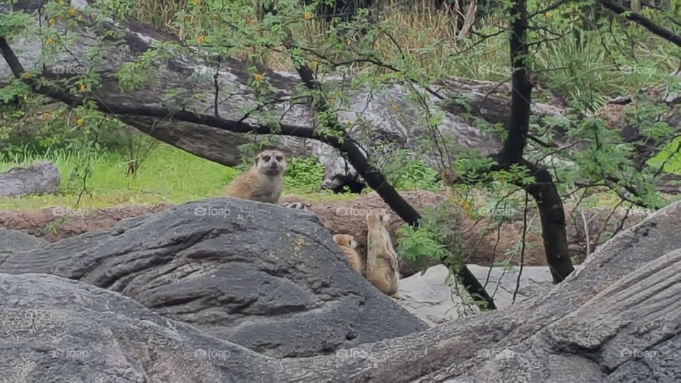 A family of meerkats look on from behind their conveniently placed perch at Animal Kingdom at the Walt Disney World Resort in Orlando, Florida.
