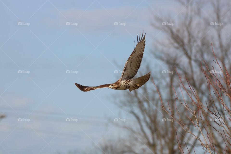 Hawk takes flight