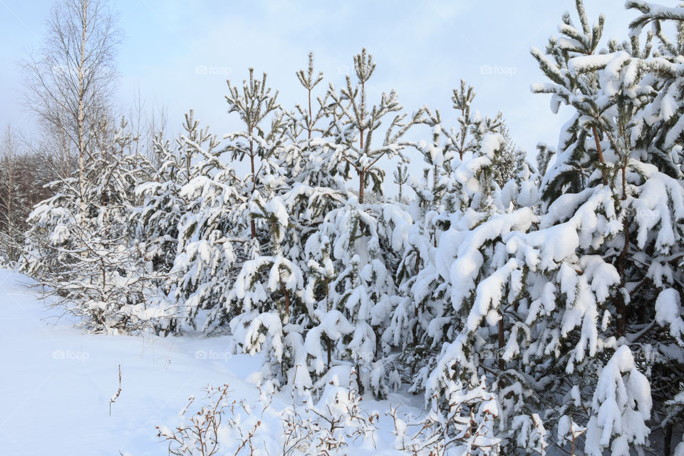 Snow covered trees in forest