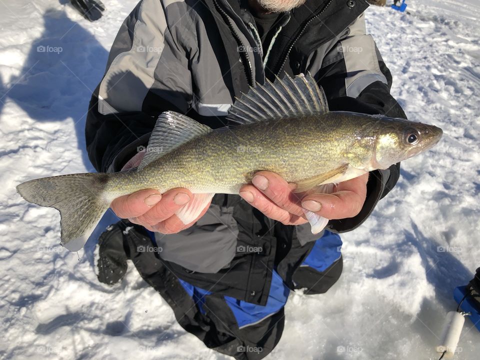 Big Walleye caught ice fishing