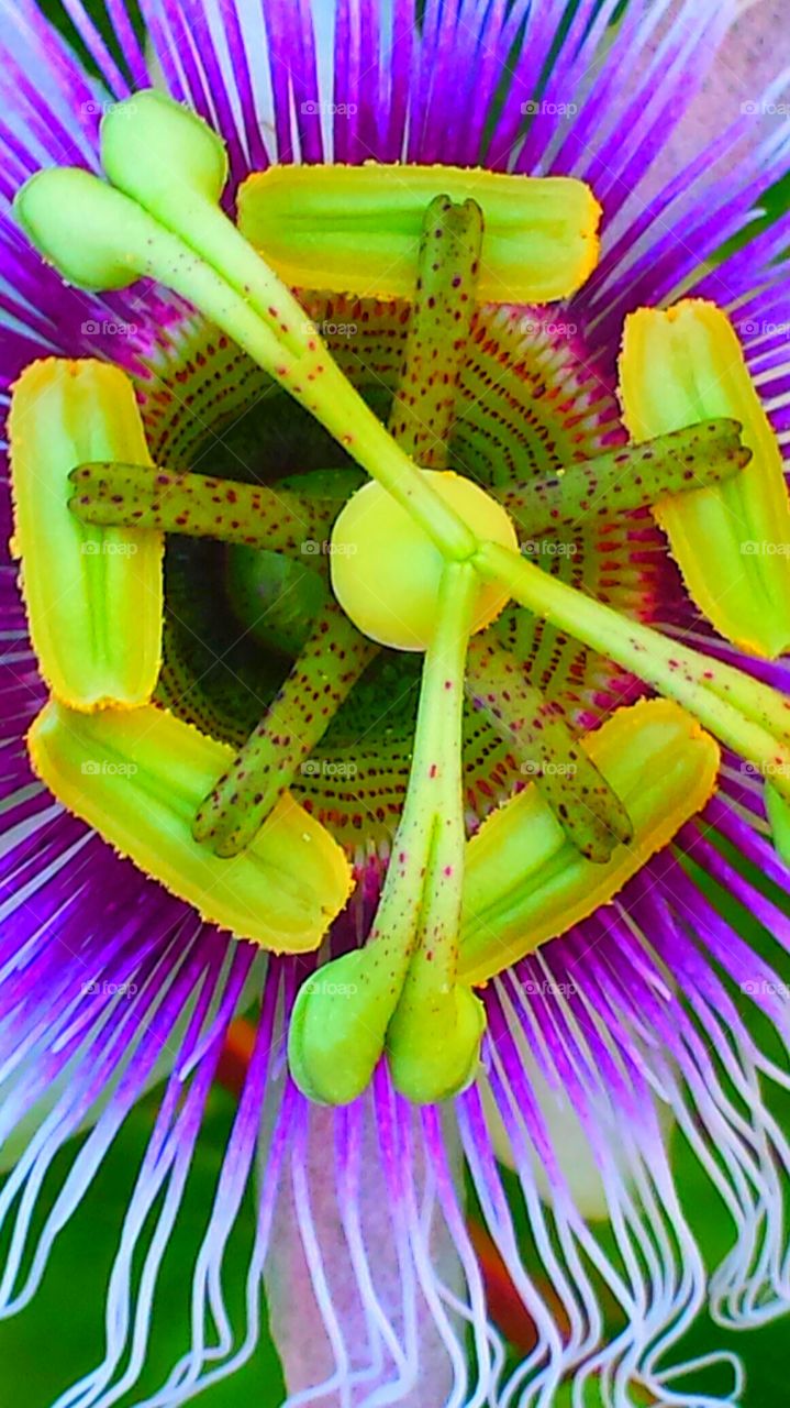 "Purple Passion Flower Closeup"