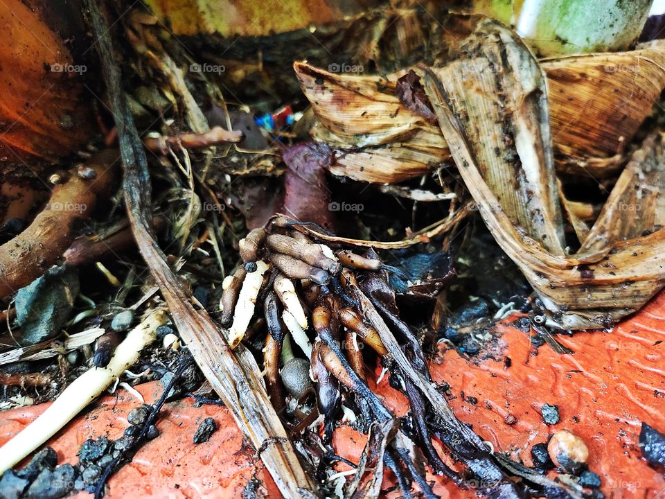 Natural Beauty
Roots of Coconut Plant
🌴🌴🌴🌴🌴🌴
📷👁️📷👁️