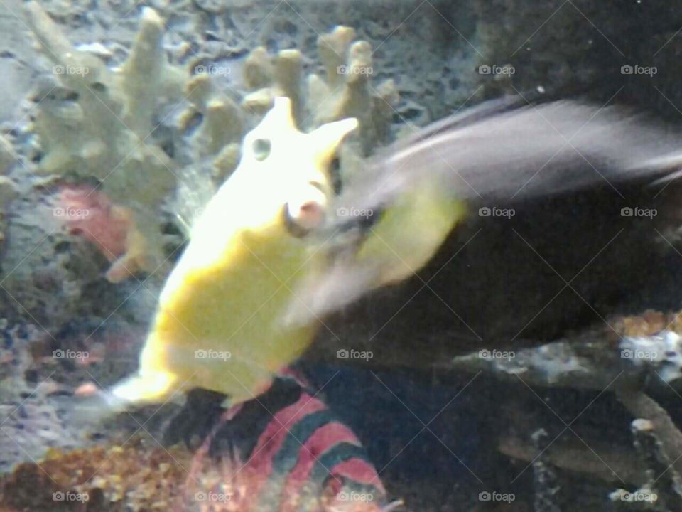 Angel Fish...say cheese?