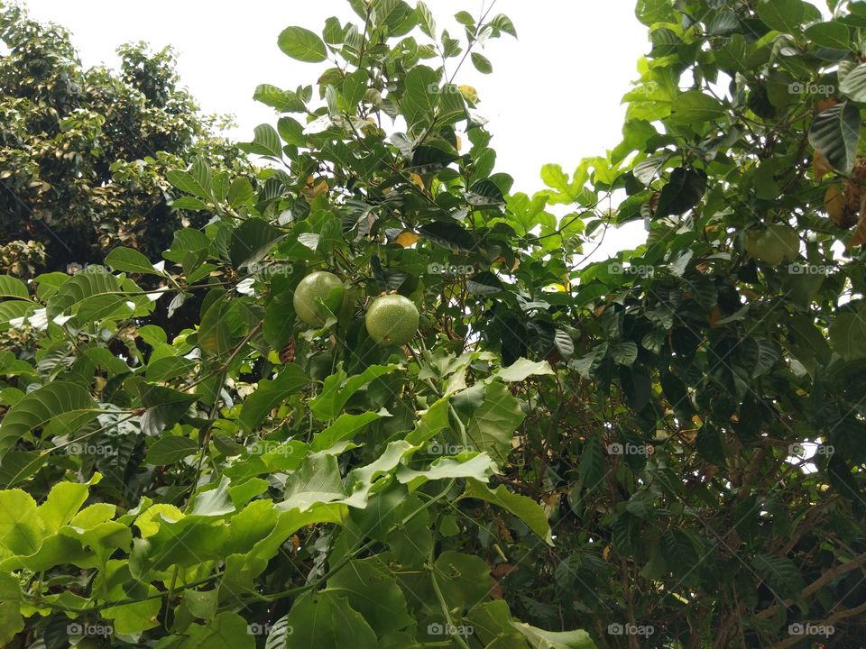 Green raw passion fruit  on the tree.