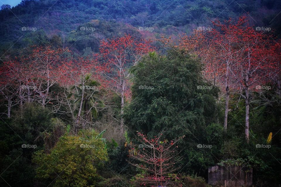 Forest View Trees having red flowers 