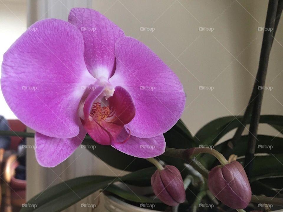 First blooming orchid flower for the New Year