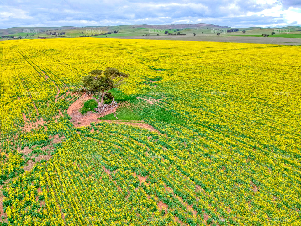 Yellow Canola field with tree