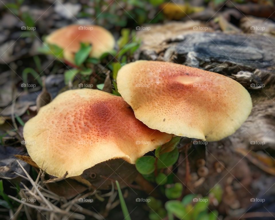 Wild mushrooms growing from a tree stump first signs of autumn