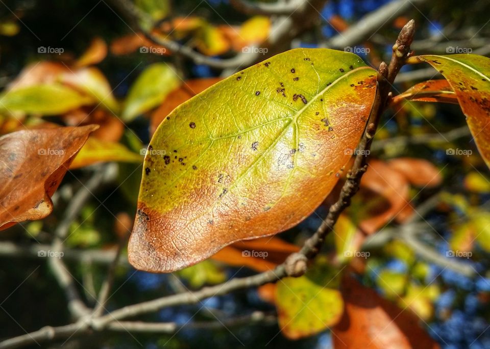 Pin Oak leaf in the fall close up in macro