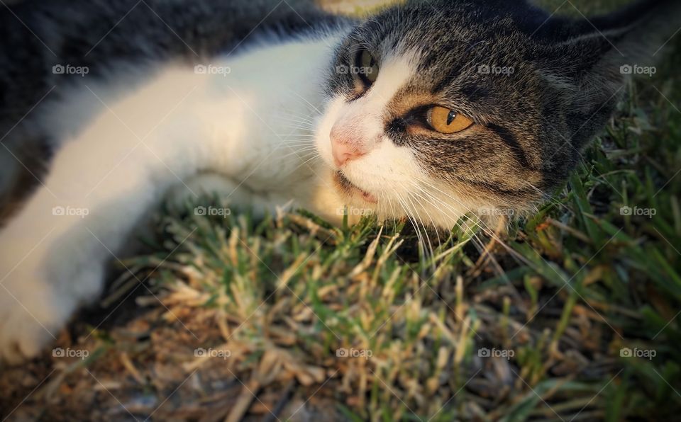 Tabby in the Summer Grass