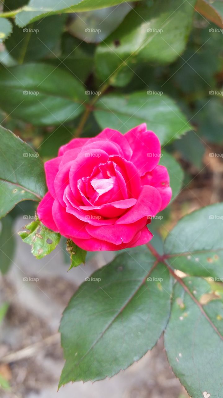 Rosalie's Hot Pink Rose