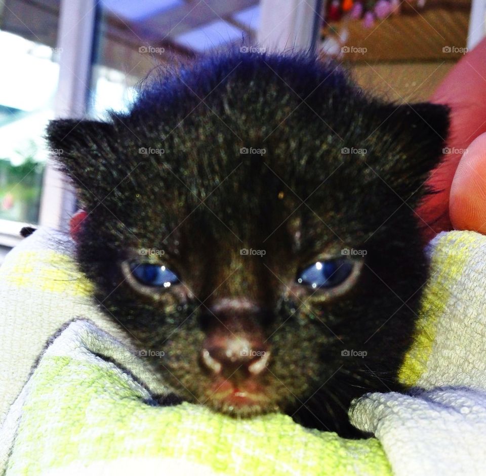 Animal, cat , kitten