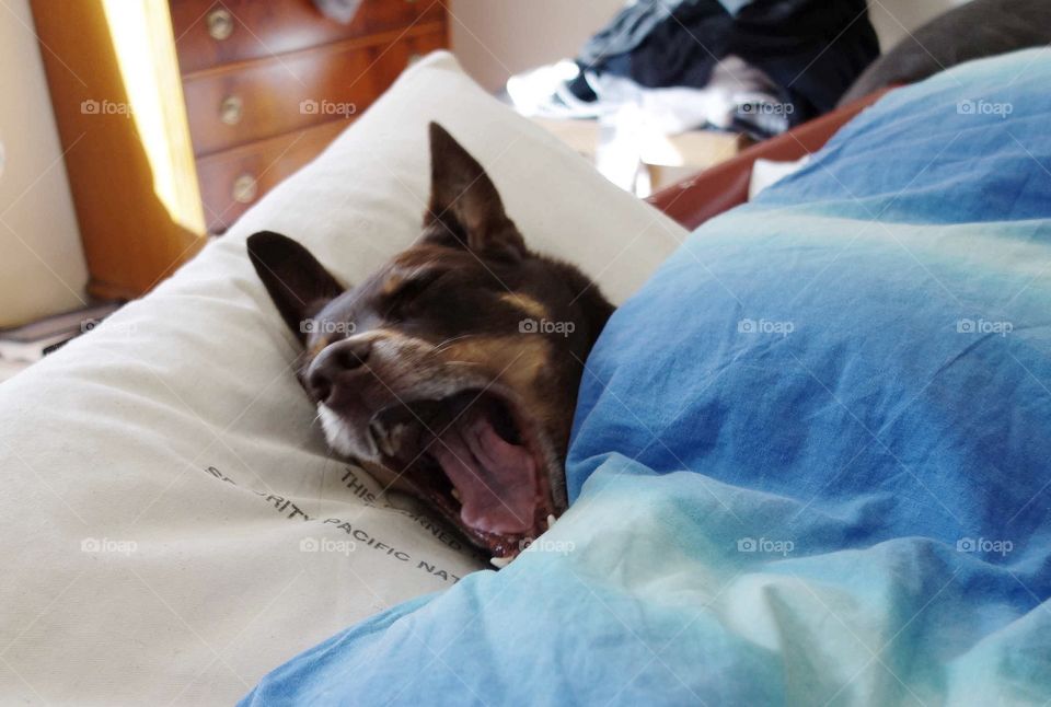 Mini the Australian Kelpie are not rushing to do her morning needs.