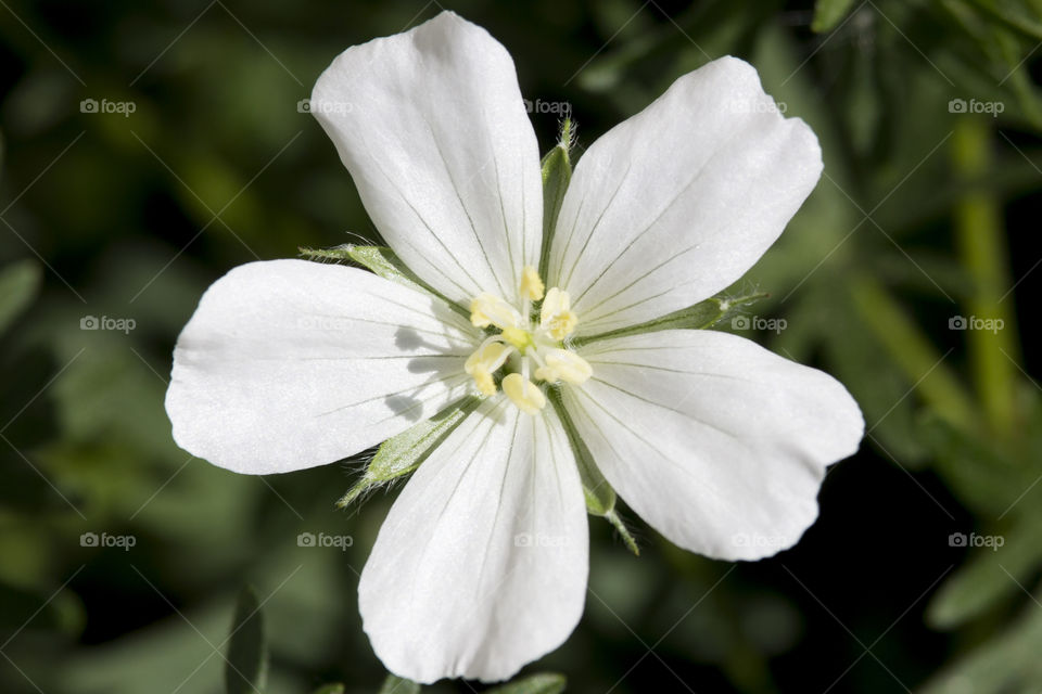 Symmetry , white flower close-up