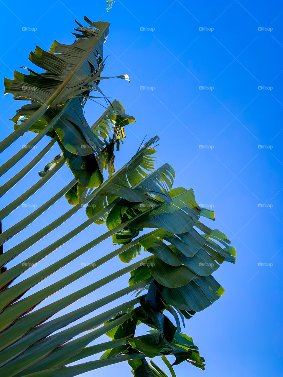 Imperial palm different view