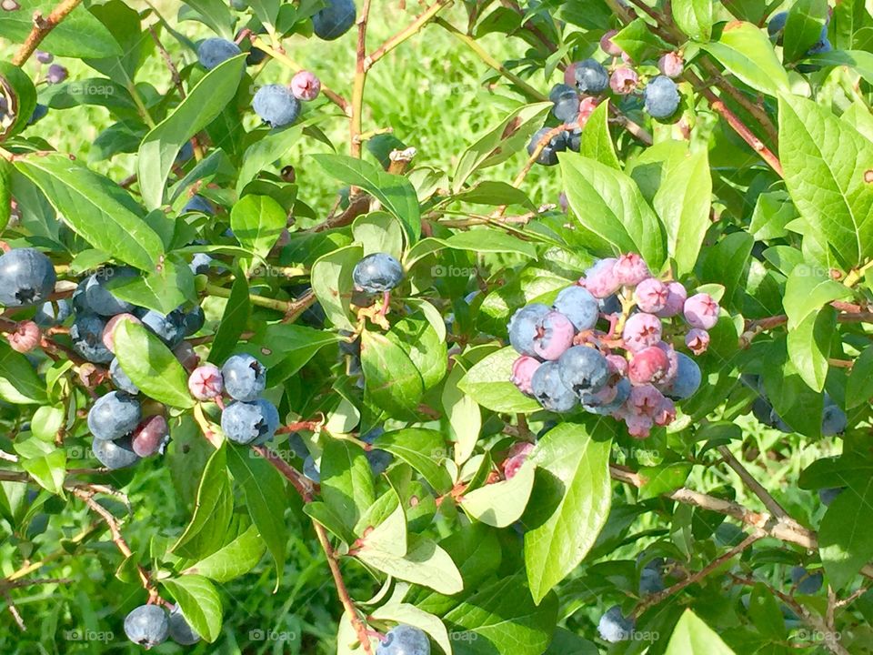 Blueberries 