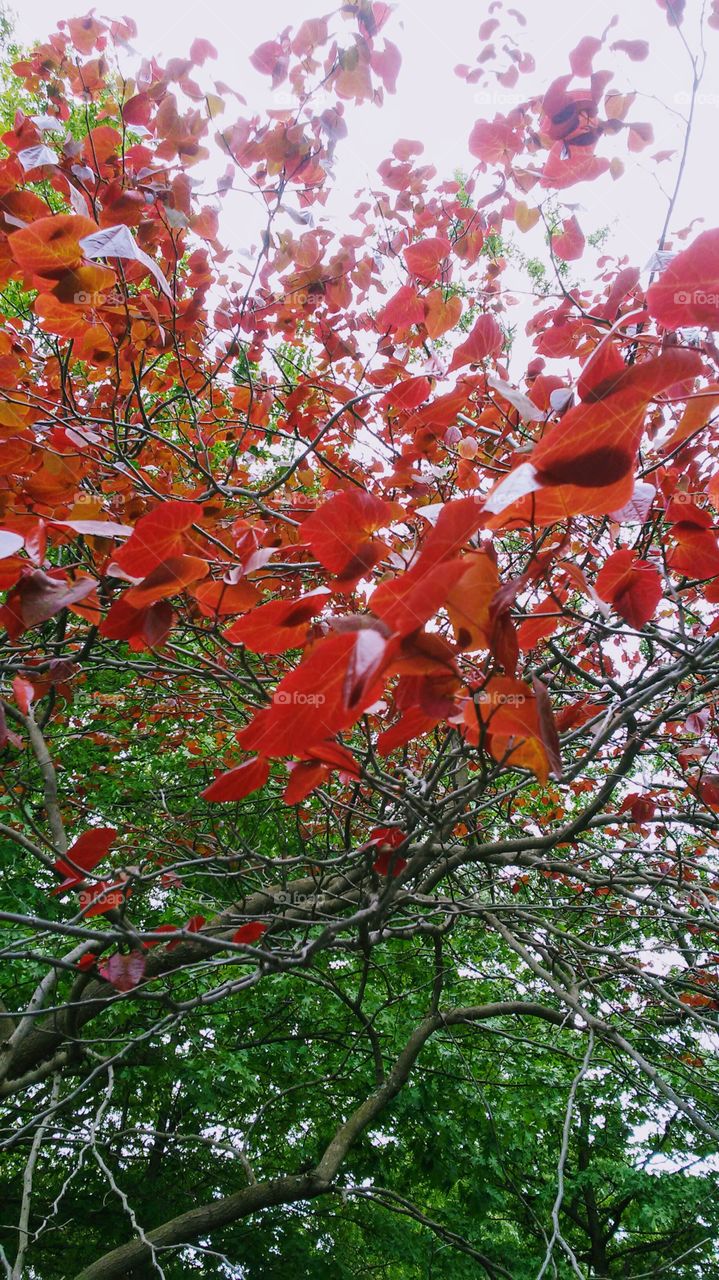 spring. flowers. beauty. leaves. wind