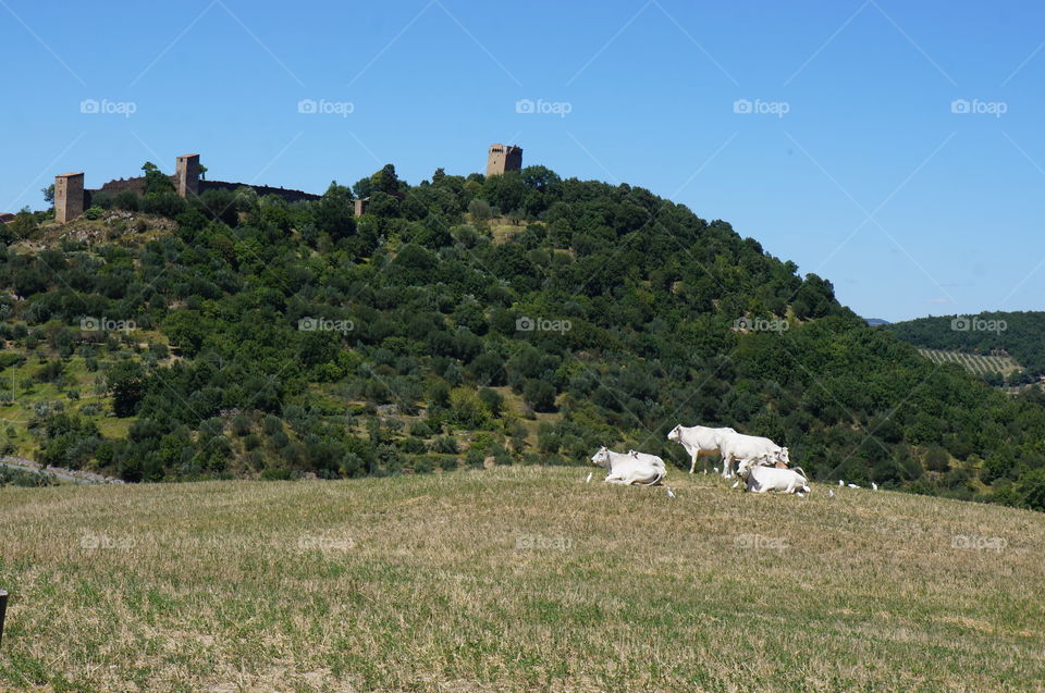 Cows resting on grassy land