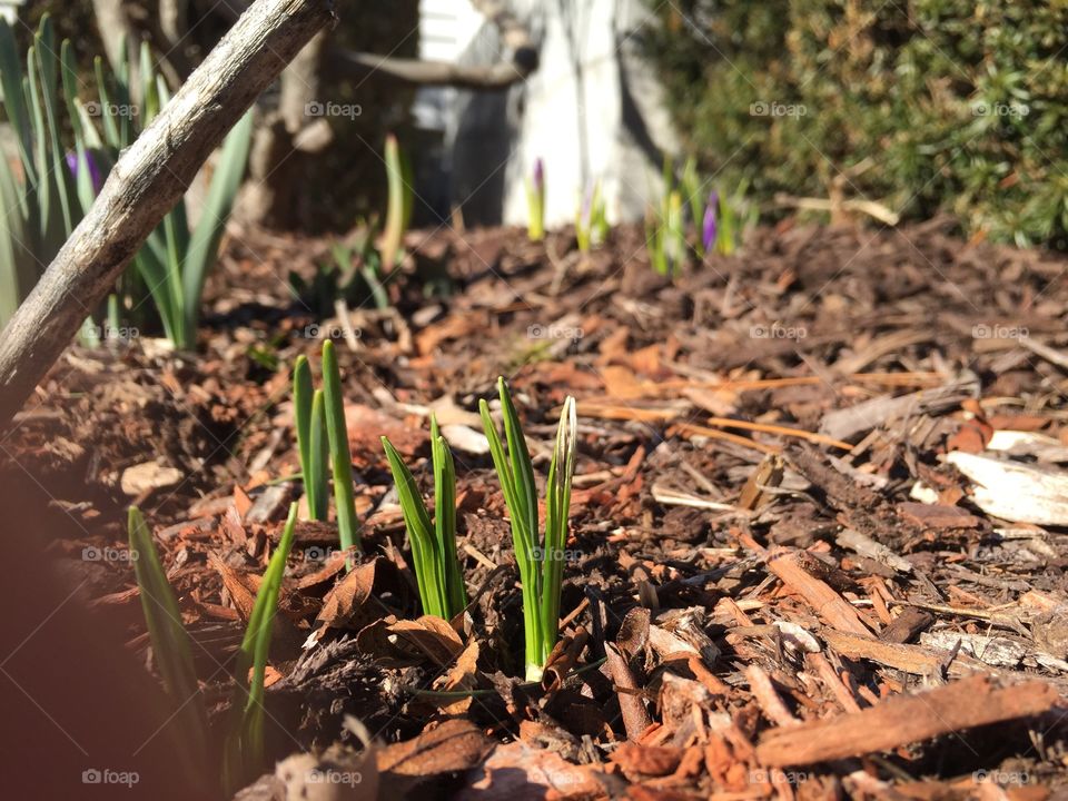 Crocus shoots are always the the first sign of spring!