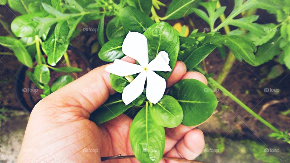 View of person holding flower