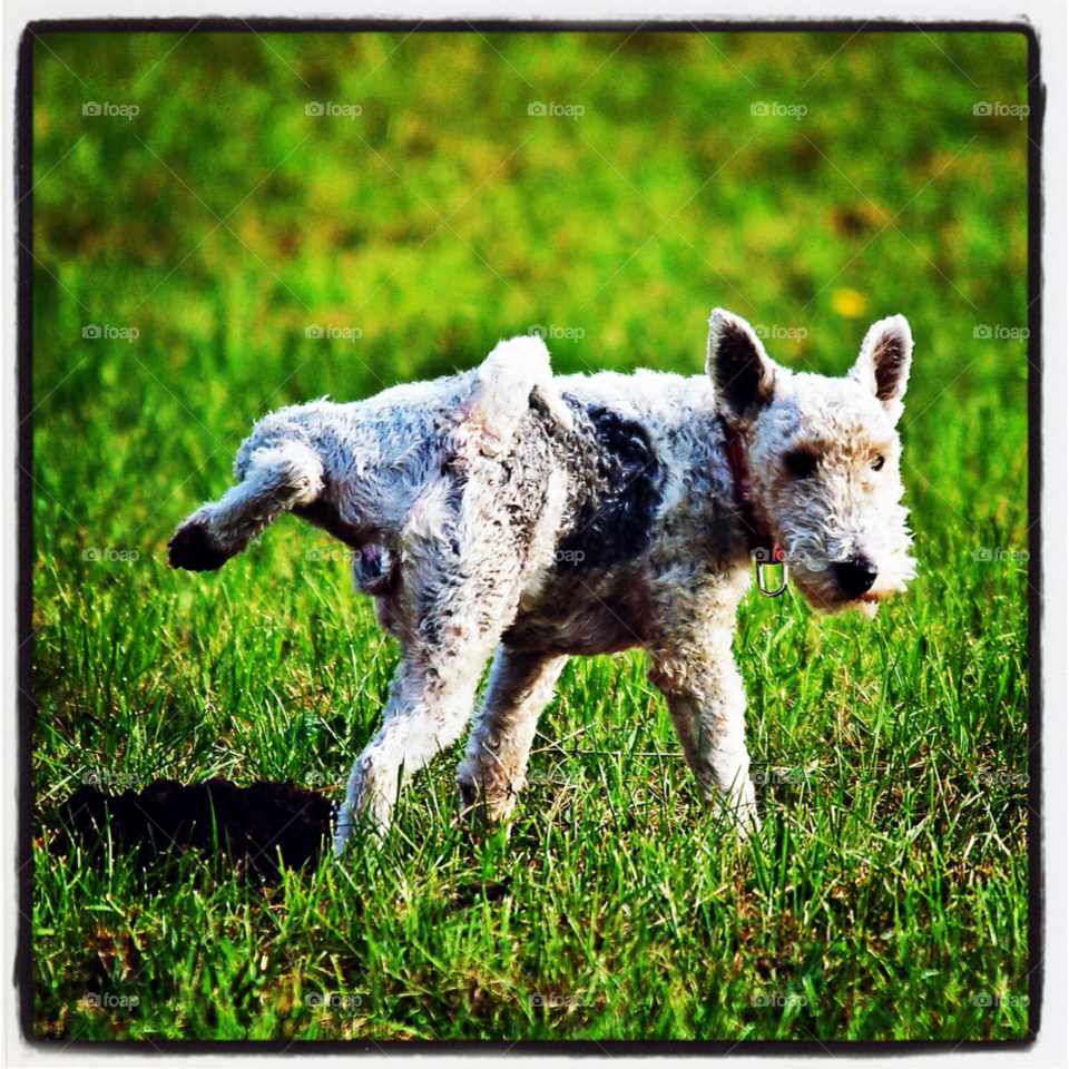 green grass dog animal by selecshine