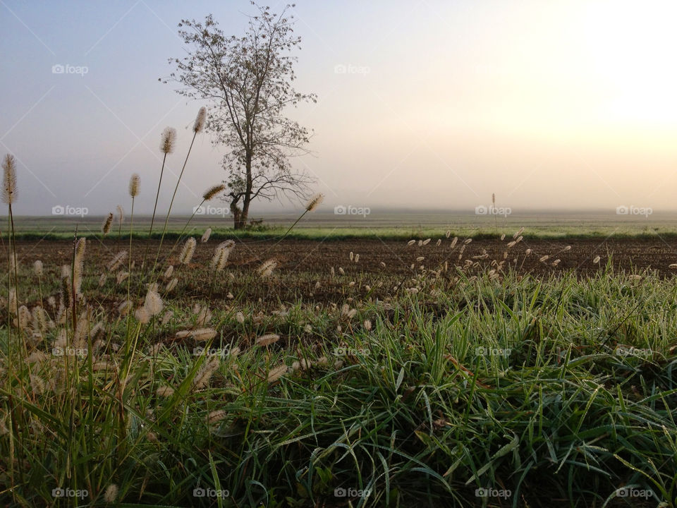 field autumn crops wheat by gabur64