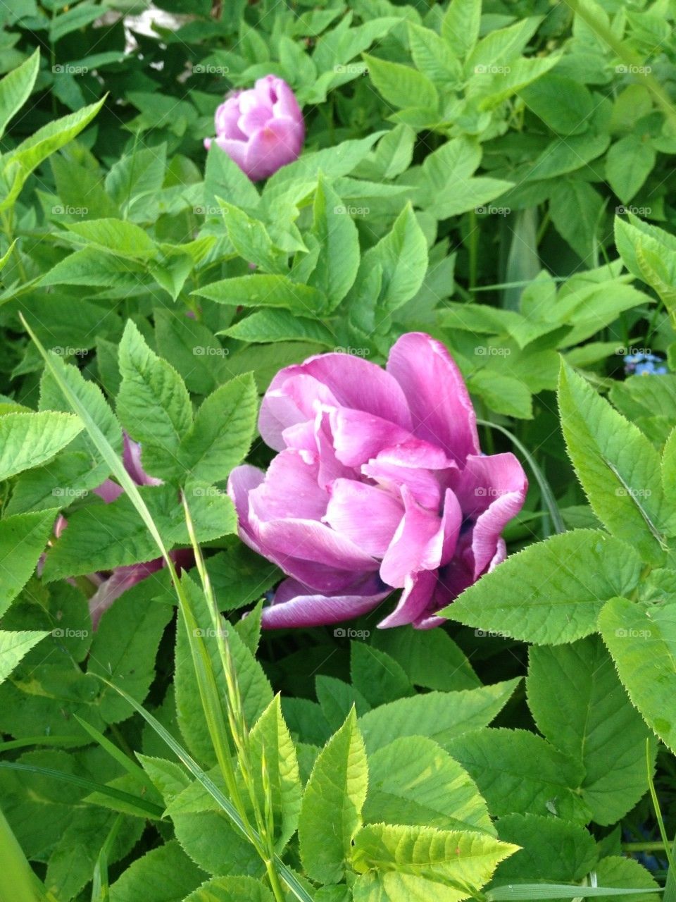 sweden pink flower tulip by jenwic