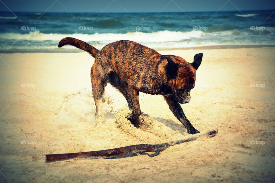 beach dog dogs water by bubu