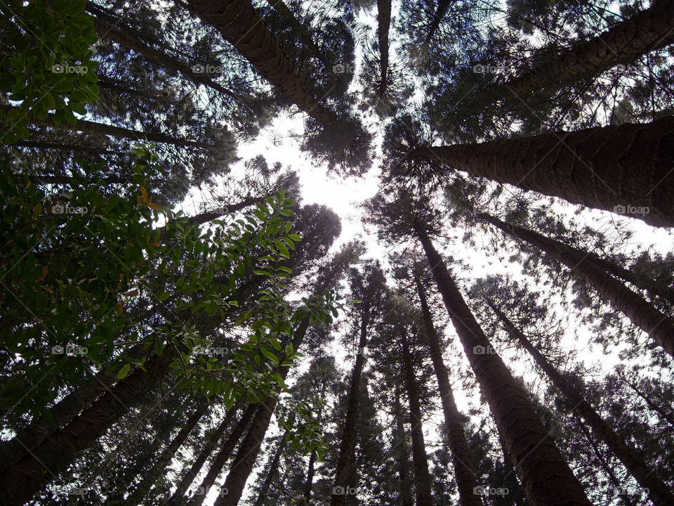 Low angle view of trees in the forest