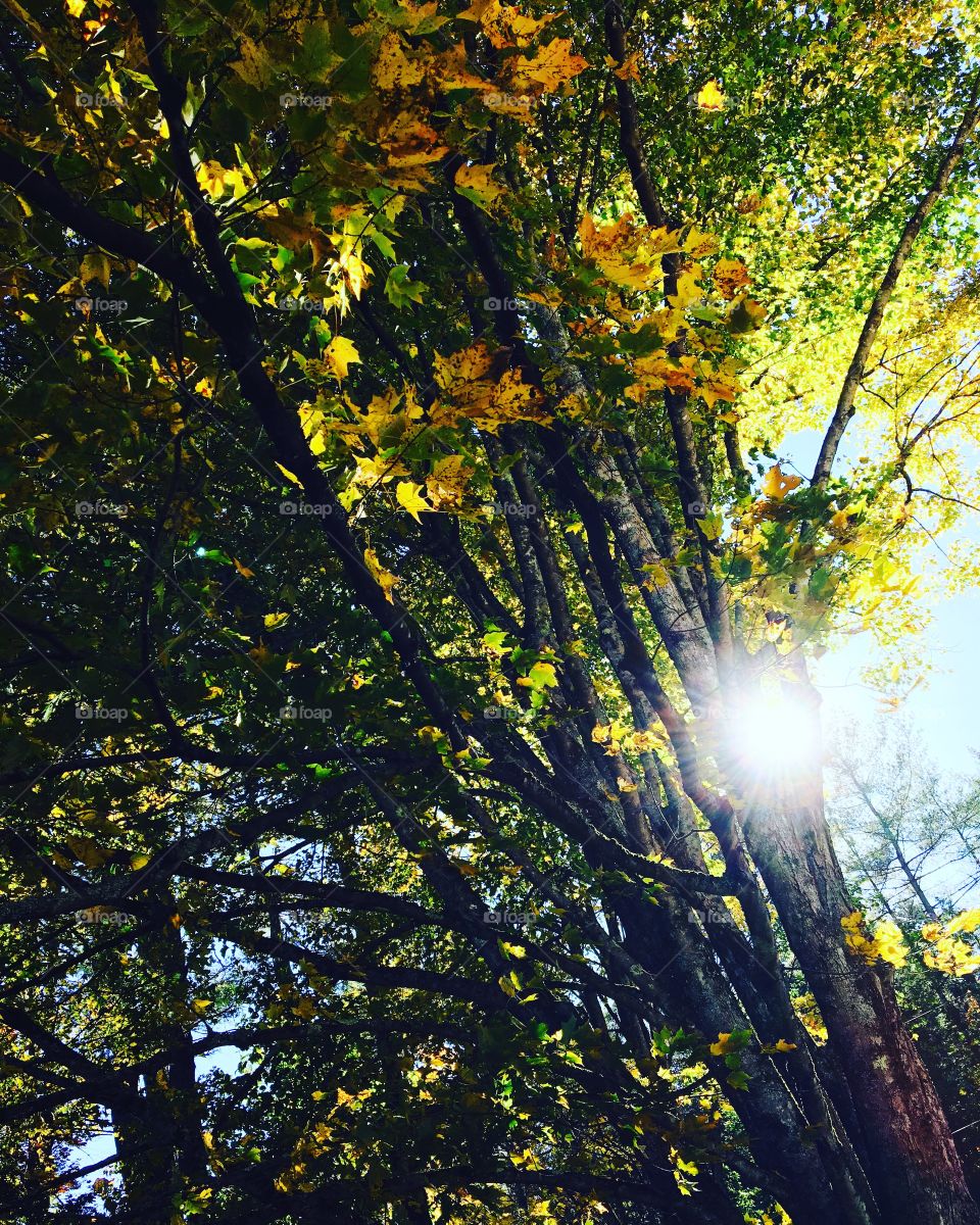 Fall foliage and sunlight 