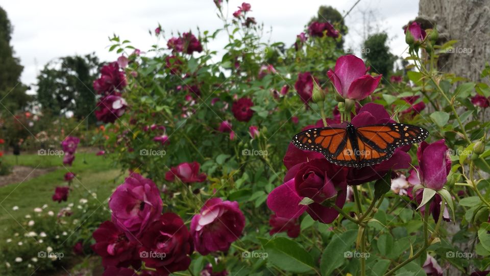 butterflies rose garden