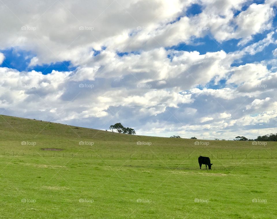 Lonely Cow in a beautiful green paddock in Lysterfield, Victoria Australia 