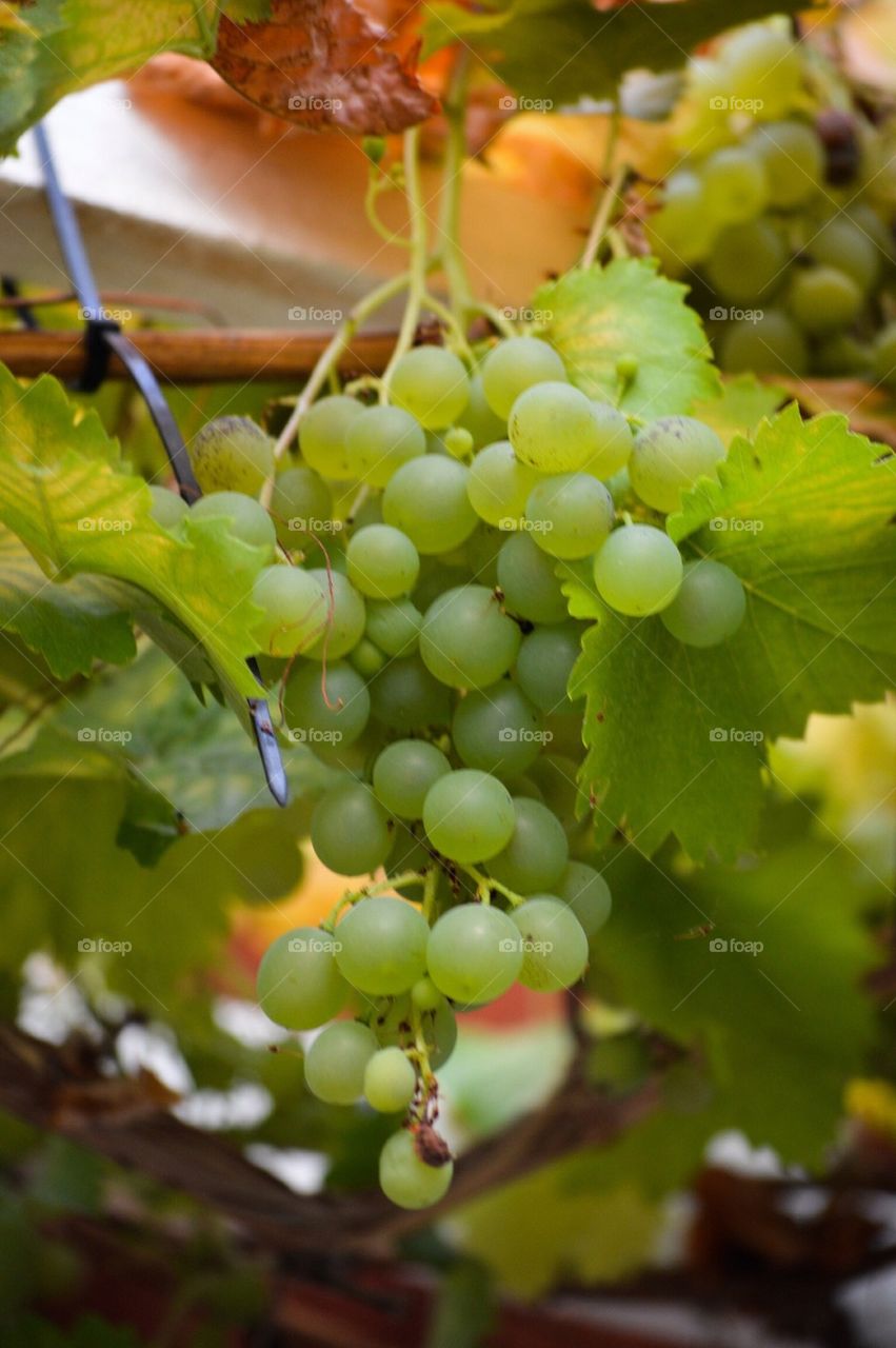 Grapes