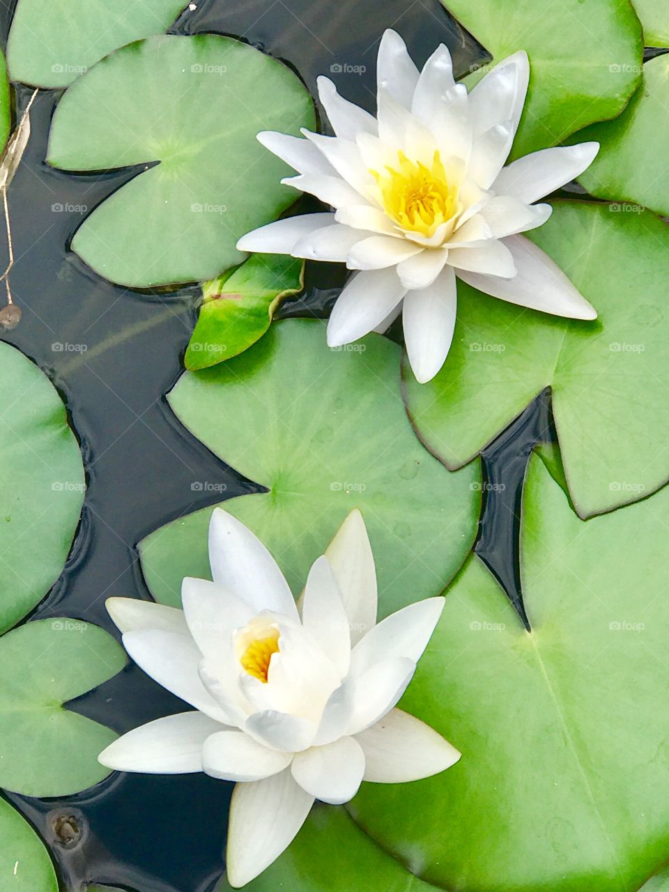 Lilies in bloom in the pond, in the Florence Botanical Garden 