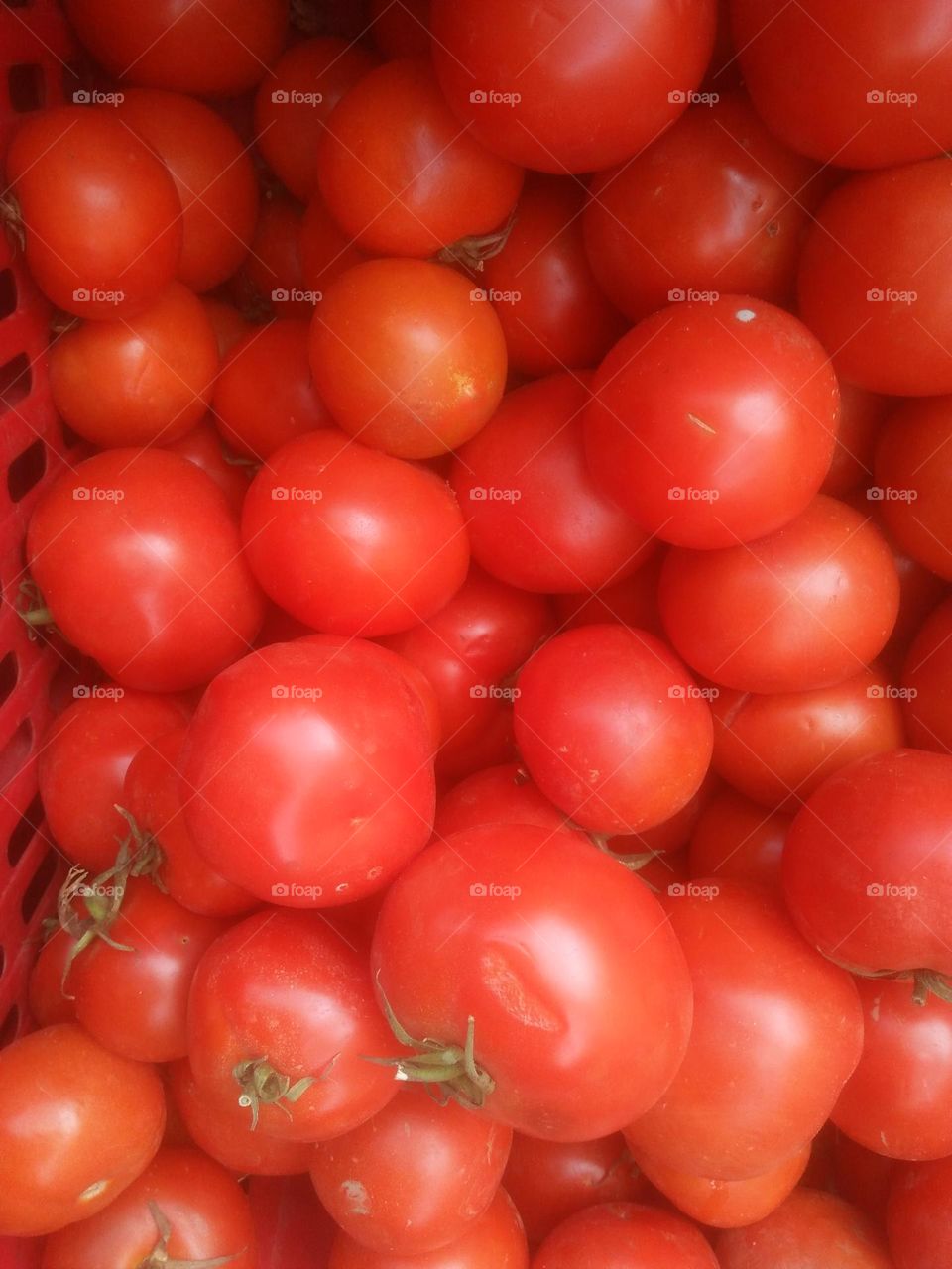 Red Tomatoes