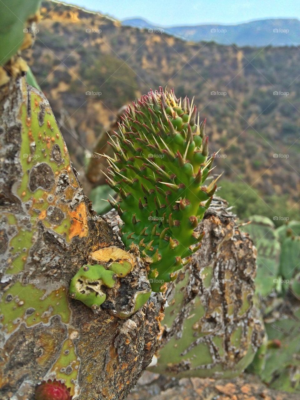 Californian cactus 
