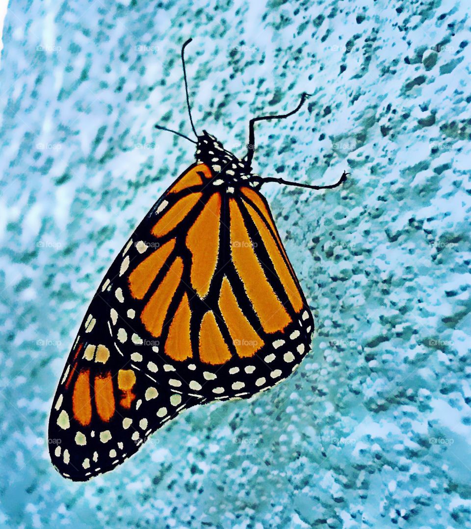 Monarch butterfly 