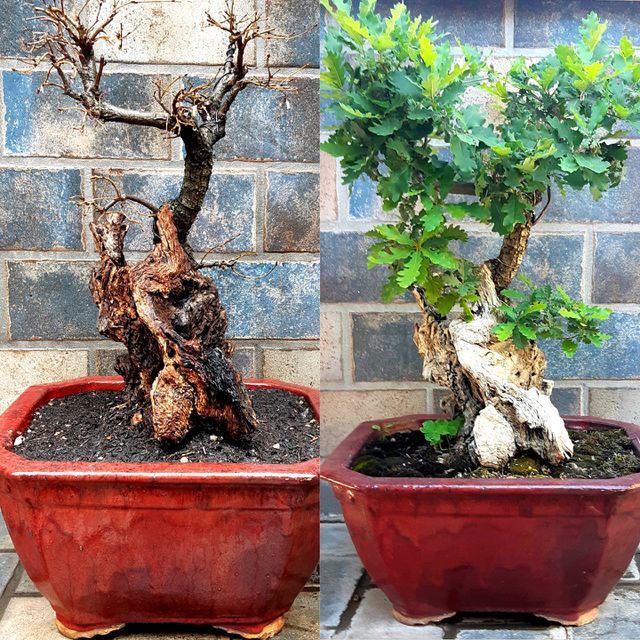 Winter & Spring. Quercus Bonsai Tanuki Style